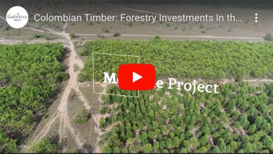 Colombian Timber Youtube