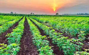 Colombia yuca plantation