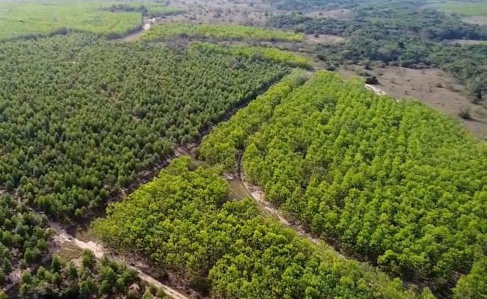 Reforestation 3