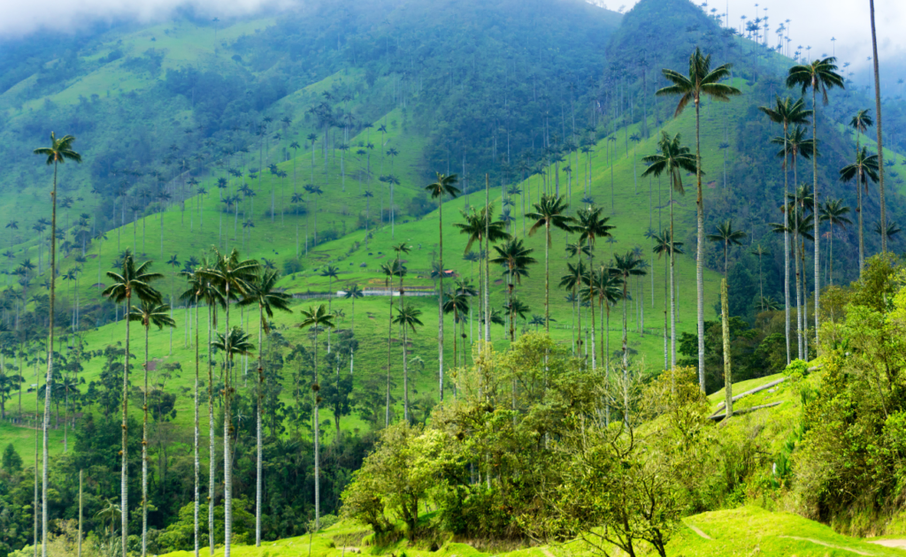 Valle del Cocora